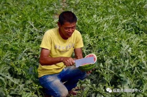 临夏吃瓜情报站,尽享夏日美味盛宴