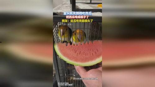 梳子吃瓜,一场奇妙的跨界之旅