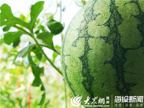 看吃瓜视频好吗,轻松了解娱乐圈最新动态