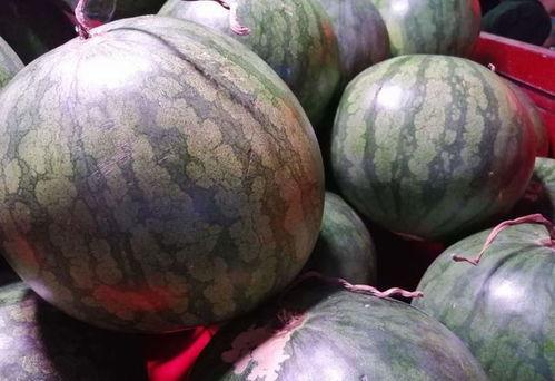 瓜哥吃瓜拍摄,镜头下的趣味瞬间