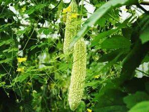 天外来物吃瓜,吃瓜群众热议神秘现象