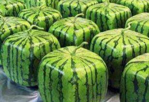 天外来物吃瓜,吃瓜群众热议神秘现象