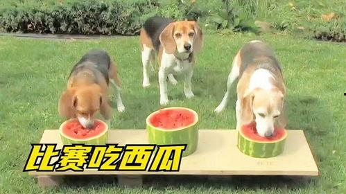 喂狗子吃瓜,狗狗的夏日美味盛宴