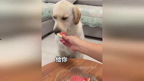 喂狗子吃瓜,狗狗的夏日美味盛宴
