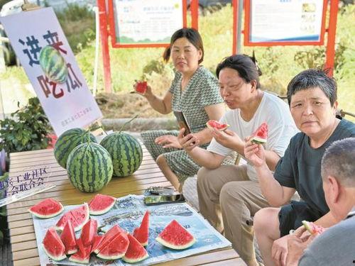 吃瓜社区,网络舆论场中的“瓜田”风云