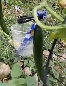 沧县吃瓜事件视频最新,一场引发热议的网络风波