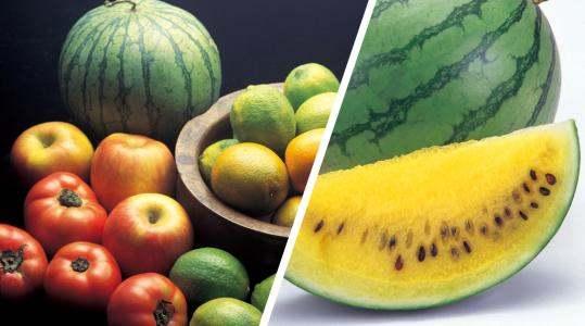 瓢瓜黄了可以吃,美味佳肴尽在掌握