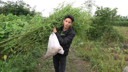 壮乡小莫吃瓜,壮乡小莫的夏日吃瓜日记