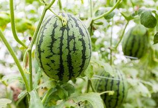 吃瓜会有湿气吗,揭秘夏日消暑美食背后的健康隐患