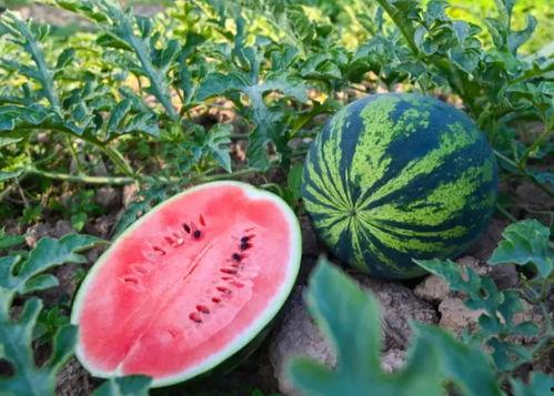 八佰伴吃瓜,揭秘背后真相与争议