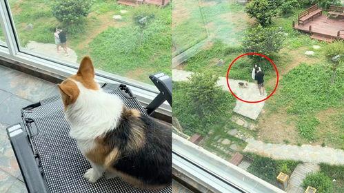 小狗吃瓜楼下打架