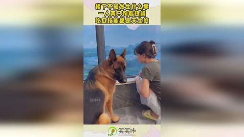 小狗吃瓜楼下打架