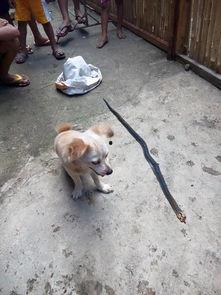 小狗吃瓜楼下打架