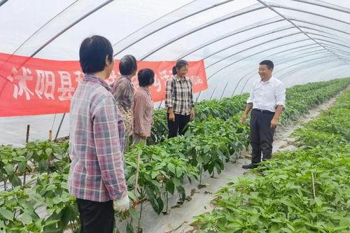 沭阳律师吃瓜,法律界人士的“瓜田李下”