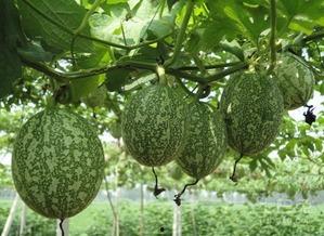 吊瓜黄了可以吃吗,能否食用揭秘