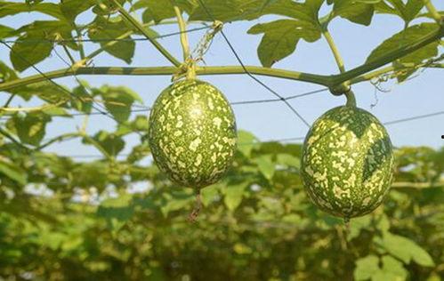 吊瓜黄了可以吃吗,能否食用揭秘