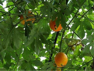 吊瓜黄了可以吃吗,能否食用揭秘