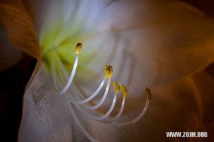 周公解梦梦见摘瓜买瓜吃