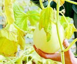 周公解梦梦见摘瓜买瓜吃