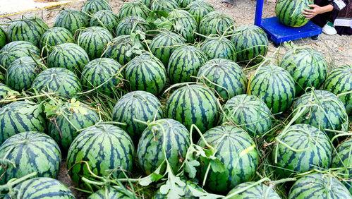 外国博主讲瓜吃,瓜吃背后的故事与真相