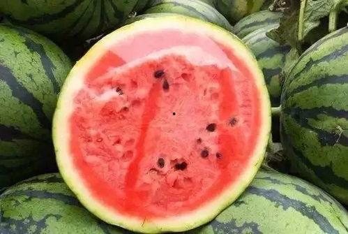 oldbai1吃瓜,揭秘吃瓜背后的故事