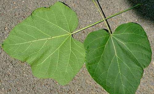 眼镜叶叶吃瓜,眼镜叶叶的夏日吃瓜日记