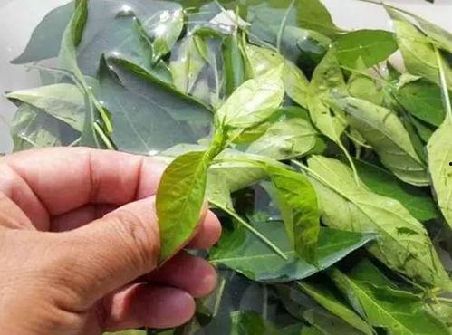 眼镜叶叶吃瓜,眼镜叶叶的夏日吃瓜日记