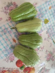 吃瓜求瓜,吃瓜求瓜，带你领略明星幕后故事