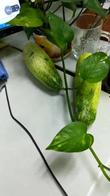 专业吃瓜吐籽,揭秘娱乐圈幕后真相