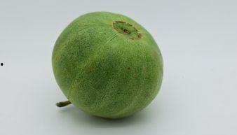 什么瓜适合榨汁吃呢