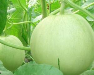 孕妇可以吃大瓜根,大瓜根的营养价值与食用指南