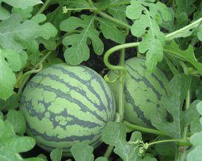 孕妇可以吃大瓜根,大瓜根的营养价值与食用指南