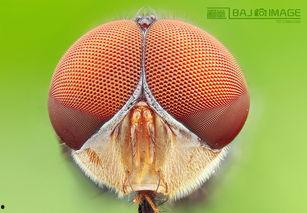 大虫虫吃瓜,一场生态与美食的奇妙邂逅