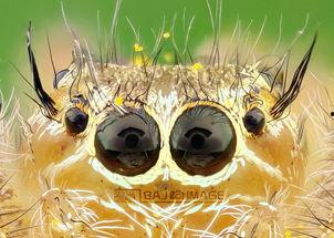 大虫虫吃瓜,一场生态与美食的奇妙邂逅