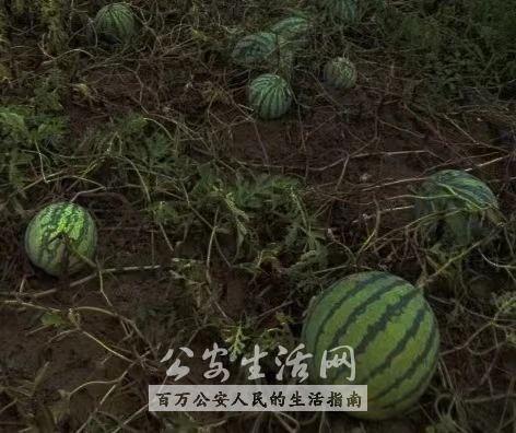 吃瓜群众偷瓜吃瓜人是谁,一场引人入胜的瓜田奇遇