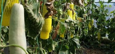 天下无双吃瓜,揭秘娱乐圈幕后风云