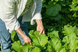 福田金融圈吃瓜