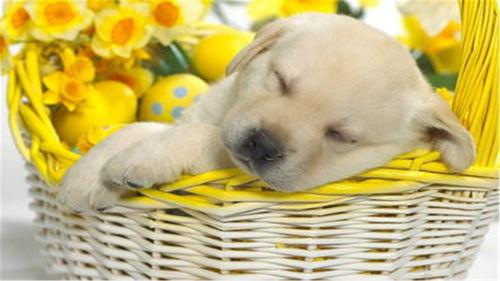 狗狗可以吃网纹瓜,狗狗的夏日美味新宠