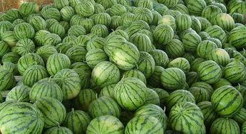 吃瓜东汇城,探寻美食与娱乐的完美融合