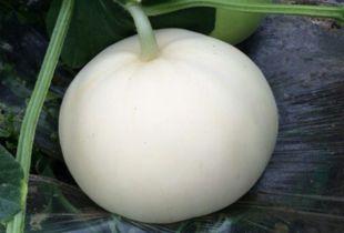 怀孕的人吃梨瓜,梨瓜助力母婴健康