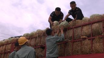 山顶吃瓜的快乐,尽享悠然快乐时光