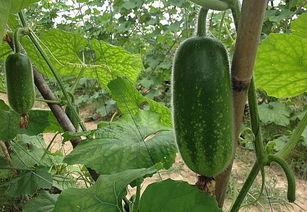 孕期吃毛瓜,毛瓜助力母婴健康