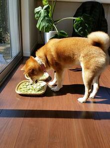 柴犬吃凉瓜,夏日清凉新宠