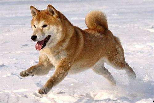 柴犬吃凉瓜,夏日清凉新宠