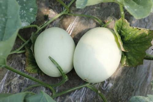 玉菇瓜狗可以吃吗,探究其可食用性及营养价值