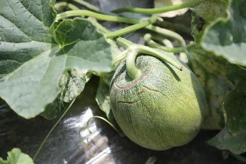 玉菇瓜狗可以吃吗,探究其可食用性及营养价值