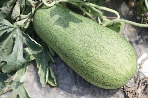 玉菇瓜狗可以吃吗,探究其可食用性及营养价值