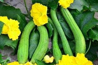 奎瓜如何吃,探索美味新境界