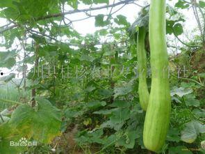 砍瓜怎么吃不苦