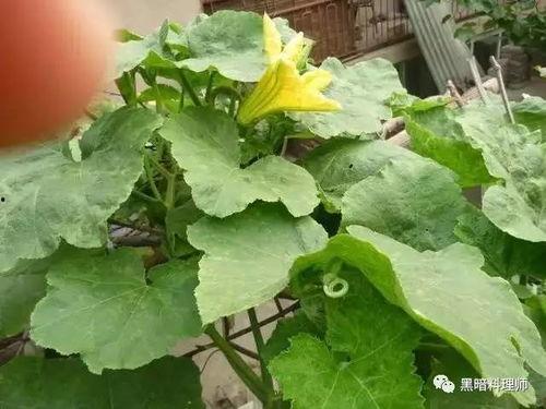 砍瓜怎么吃不苦